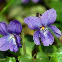 Violett Blumensamen zur Aussaat – leuchtend Blüten – Traditionssorte & ohne Gentechnik Samen Hausgarten