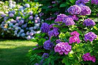 Lavendel Hortensie Blumensamen zur Aussaat – ideal Rabatten – Traditionssorte & ohne Gentechnik Samen Hausgarten