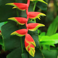 Heliconia Rostrata Blumensamen zur Aussaat – pflegeleicht – Traditionssorte & ohne Gentechnik Samen Hausgarten