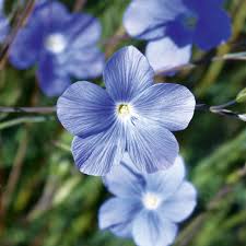 Blau Linum Blumensamen zur Aussaat – Schnitt Blume beliebt – Traditionssorte & ohne Gentechnik Samen Hausgarten