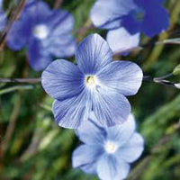 Blau Linum Blumensamen zur Aussaat – Schnitt Blume beliebt – Traditionssorte & ohne Gentechnik Samen Hausgarten