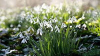 Snowdrop Blume Blumensamen zur Aussaat – farbenfroh Schau – Traditionssorte & ohne Gentechnik Samen Hausgarten