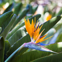 Gelb Grün Paradiesvogelblume Blumensamen zur Aussaat – Schnitt Blume beliebt – Traditionssorte & ohne Gentechnik Samen Hausgarten