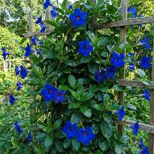 Blau kletternd Vine Samen – Mandevilla Sanderi zur Aussaat