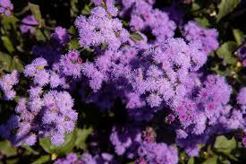 Violett Ageratum Blumensamen zur Aussaat – saisonal Dauerblüher – Traditionssorte & ohne Gentechnik Samen Hausgarten