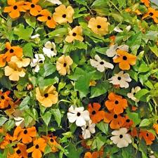 Thunbergia Blumensamen zur Aussaat Anzucht Traditionssorte & ohne Gentechnik Samen Haus Gardan