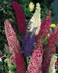 Kastanienrot Sommerflieder Blumensamen zur Aussaat – kompakt Wuchs – Traditionssorte & ohne Gentechnik Samen Hausgarten