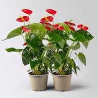 Rot Flamingoblume Blumensamen zur Aussaat – kompakt Wuchs – Traditionssorte & ohne Gentechnik Samen Hausgarten