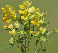 Gelb Rattle Blumensamen zur Aussaat – leuchtend Blüten – Traditionssorte & ohne Gentechnik Samen Hausgarten