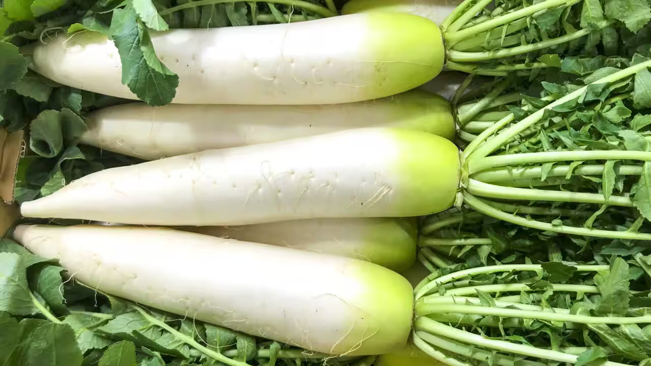 Radish Gemüse Samen zum Pflanzen
