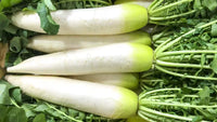 Radish Gemüse Samen zum Pflanzen