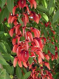 Weiß Erythrina Crista Galli Blumensamen zur Aussaat – Schnitt Blume beliebt – Traditionssorte & ohne Gentechnik Samen Hausgarten