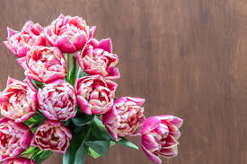zart Rosa Tulpe Blumensamen zur Aussaat – Bestäuber freundlich – Traditionssorte & ohne Gentechnik Samen Hausgarten