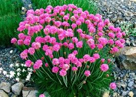 Armeria Maritima Blumensamen zur Aussaat – hochwertige Qualitäts- – Traditionssorte & ohne Gentechnik Samen Hausgarten