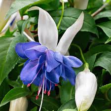 tief Blau Fuchsie Blumensamen zur Aussaat – Traditionssorte ohne Gentechnik biologisch Garten Samen – Garten beliebt Keimung