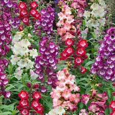 Gemischt Penstemon Blumensamen zur Aussaat – Schnitt Blume beliebt – Traditionssorte & ohne Gentechnik Samen Hausgarten