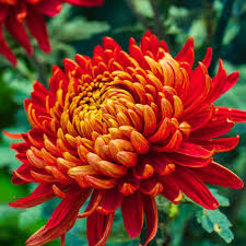 Chrysantheme Rot Blumensamen zur Aussaat – Schnitt Blume beliebt – Traditionssorte & ohne Gentechnik Samen Hausgarten