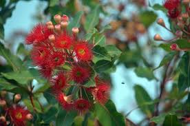 Ficifolia Blumensamen zur Aussaat – hochwertige Qualitäts- – Traditionssorte & ohne Gentechnik Samen Hausgarten