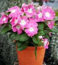 Vinca Nana Pink F1 Samen