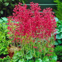 Rot Heuchera Blumensamen zur Aussaat – ideal Rabatten – Traditionssorte & ohne Gentechnik Samen Hausgarten