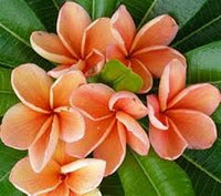 Orange Frangipani Blumensamen zur Aussaat – Garten beliebt – Traditionssorte & ohne Gentechnik Samen Hausgarten