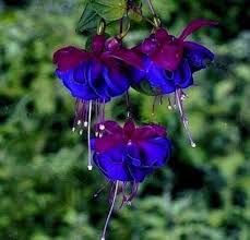 tief Blau Fuchsie Blumensamen zur Aussaat – Traditionssorte ohne Gentechnik biologisch Garten Samen – Garten beliebt Keimung