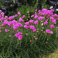 Armeria Maritima Blumensamen zur Aussaat – hochwertige Qualitäts- – Traditionssorte & ohne Gentechnik Samen Hausgarten