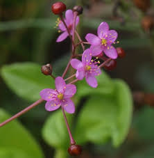 Talinum Paniculatum Blumensamen zur Aussaat – Drought verträglich – Traditionssorte & ohne Gentechnik Samen Hausgarten