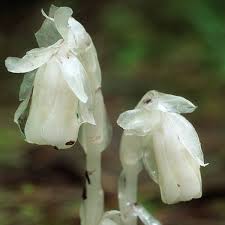 Monotropa Uniflora Indian Pipe Blumensamen zur Aussaat – Halbschatten verträglich – Traditionssorte & ohne Gentechnik Samen Hausgarten