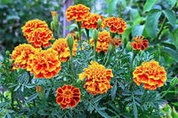 Grün Studentenblume Blumensamen zur Aussaat – leuchtend – Traditionssorte & ohne Gentechnik Samen Hausgarten