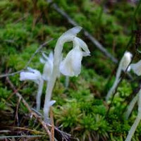 Monotropa Uniflora Indian Pipe Blumensamen zur Aussaat – Halbschatten verträglich – Traditionssorte & ohne Gentechnik Samen Hausgarten