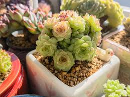 Gelb Rot Echeveria Blumensamen zur Aussaat – farbenfroh Schau – Traditionssorte & ohne Gentechnik Samen Hausgarten