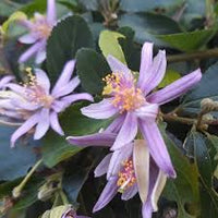 Grewia Blumensamen zur Aussaat – leuchtend Blüten – Traditionssorte & ohne Gentechnik Samen Hausgarten