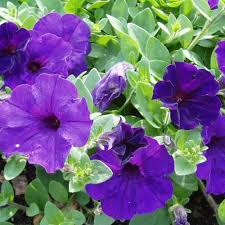 Blau petunia wave blume samen for anpflanzung - perfect for borders, heirloom & gmo free samen for home garten
 
 sale samen for home garten