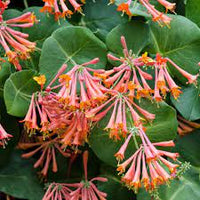 Lonicera sempervirens blume samen for anpflanzung - vibrant colors, heirloom & gmo free samen for home garten
 
 sale samen for home garten