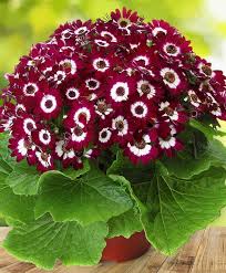 Burgundy cineraria blume samen for anpflanzung – heirloom nongmo high germination organic garten samen for shadeloving blooms
 
 sale for anpflanzung in home garten