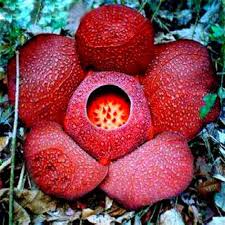 Rot conophytum blume samen for anpflanzung - shade tolerant, heirloom & gmo free samen for home garten
sale samen for home garten