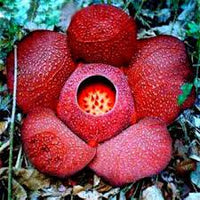 Rot conophytum blume samen for anpflanzung - shade tolerant, heirloom & gmo free samen for home garten
 
 sale samen for home garten