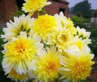 Gelb Pompon Dahlie Blumensamen zur Aussaat – Traditionssorte – ohne Gentechnik – Garten beliebt Samen