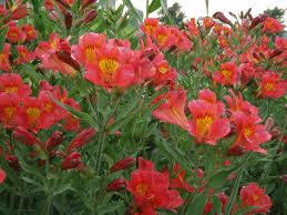 Rot Gelb Alstroemeria Blumensamen zur Aussaat – leuchtend Blüten – Traditionssorte & ohne Gentechnik Samen Hausgarten