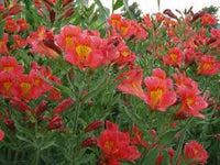 Rot Gelb Alstroemeria Blumensamen zur Aussaat – leuchtend Blüten – Traditionssorte & ohne Gentechnik Samen Hausgarten