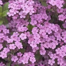 Rosa Saponaria Ocymoides Blumensamen zur Aussaat – Landhaus Garten wichtig – Traditionssorte & ohne Gentechnik Samen Hausgarten