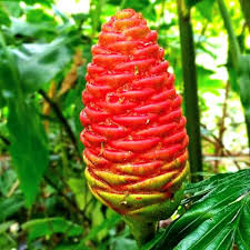 Costus Blumensamen zur Aussaat Garten beliebt Traditionssorte & ohne Gentechnik Samen Hausgarten