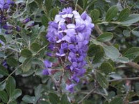 Mescal Bean Samen zur Aussaat – Texas Mountain Laurel