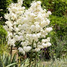 Weiß Yucca Blumensamen zur Aussaat – ideal Rabatten – Traditionssorte & ohne Gentechnik Samen Hausgarten