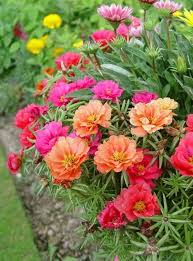 Moss Rose Portulaca Blumensamen zur Aussaat – lang Blüte Saison – Traditionssorte & ohne Gentechnik Samen Hausgarten