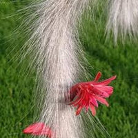 Winteria Colademononis Rot Blumensamen zur Aussaat – duftend Blüten – Traditionssorte & ohne Gentechnik Samen Hausgarten