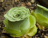 Grün Aeonium Greenovia Blumensamen zur Aussaat – saisonal Dauerblüher – Traditionssorte & ohne Gentechnik Samen Hausgarten