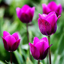 100 Stück