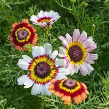 Weiß Chrysantheme Carinatum Blumensamen zur Aussaat – duftend Blüten – Traditionssorte & ohne Gentechnik Samen Hausgarten